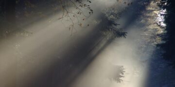 Sunlight filtering through forest creating a mystical ambiance with mist and shadows.