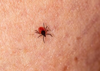 Tennessee Department of Health Urges Tennesseans to Take Precautions Against Ticks