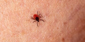 Tennessee Department of Health Urges Tennesseans to Take Precautions Against Ticks