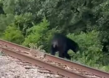 Black Bear on the Move