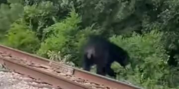 Black Bear on the Move