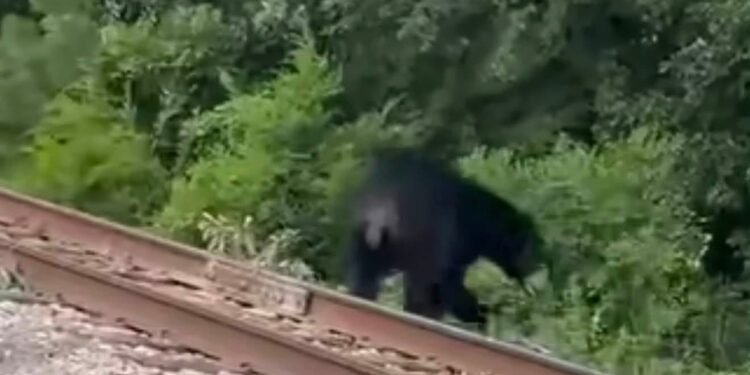 Black Bear on the Move