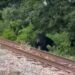 Black Bear on the Move
