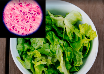 Two deaths confirmed in Michigan cyclospora outbreak