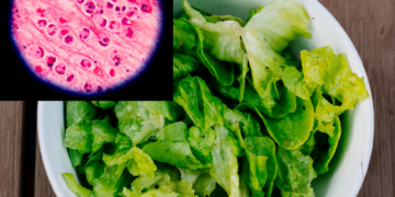 Two deaths confirmed in Michigan cyclospora outbreak